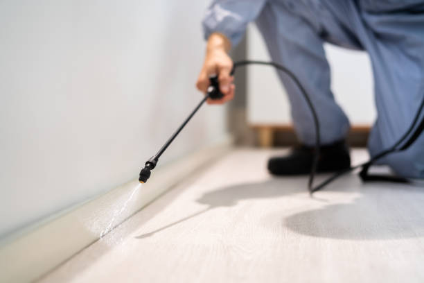 Rodent Entry Point Assessment in Isla Vista