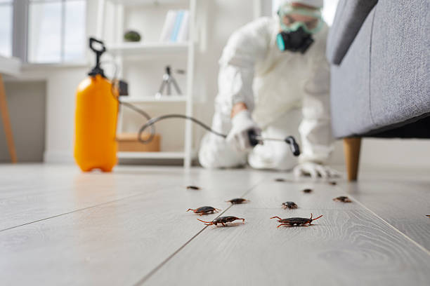 Commercial Rodent Management in Isla Vista